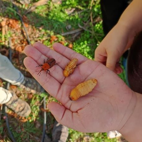 diferentes insectos sobre la palma de una mano
