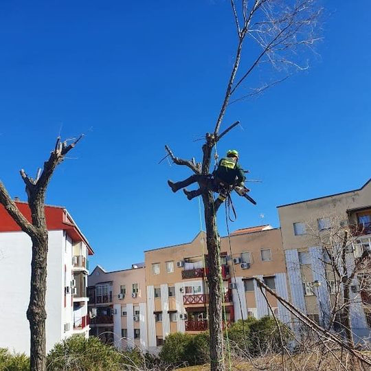 operario realizando poda de altura