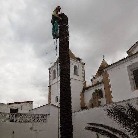 Trabajador podando palmera con arnés